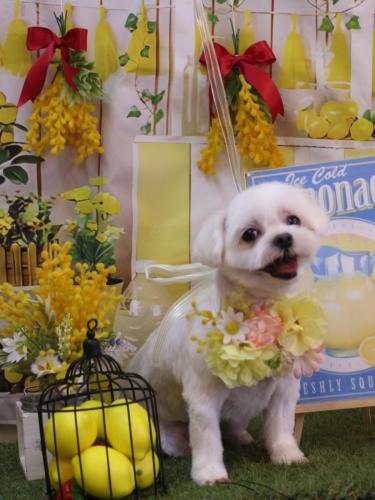 20240420マルちゃん